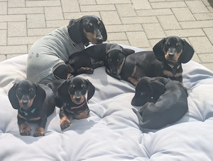 Dackelwelpen Kurzhaar