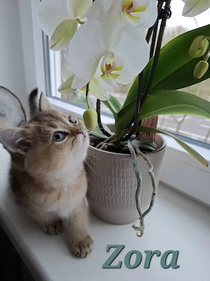 Bkh Iitten mit Stammbaum!