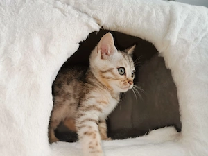 Reinrassige Bengalkitten 