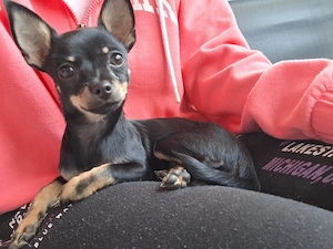 Mini Chihuahua Mädchen