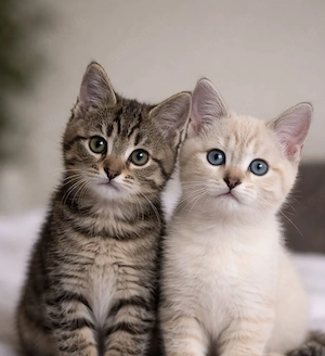 BKH Prinzessinen suchen Zuhause  Bild 2