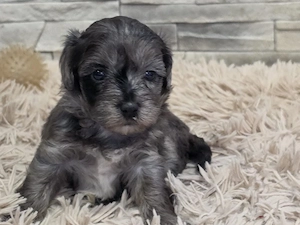 lezter !!! toy pudel mini 700 gr merle 