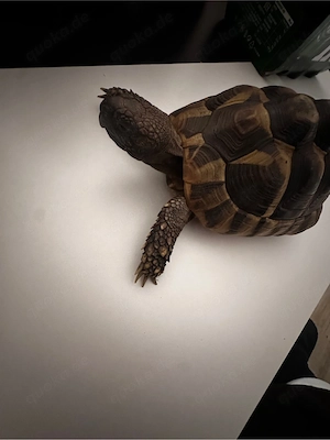 verkaufe Griechesche landschildkröten 