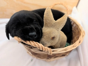 Labrador-Entlebucher-Welpen