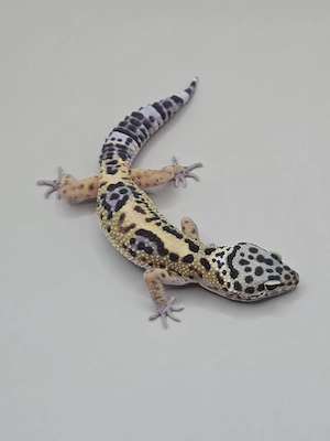 Leopardgecko 0.1 Black Night Lavender 