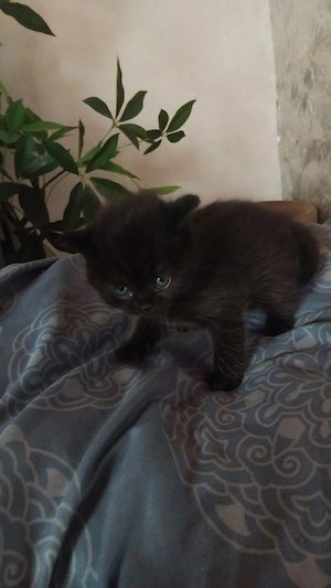 BKK kiten zum verkaufen