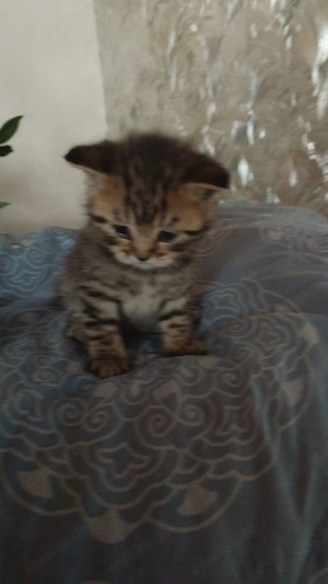 BKK kiten zum verkaufen