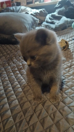 BKH kiten zum verkaufen