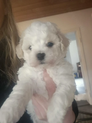 Reinrassige Bichon Frise Welpen 