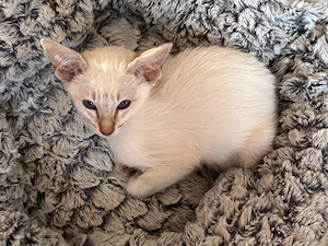 Siam & OKH   Orientalisch Kurzhaar Kitten