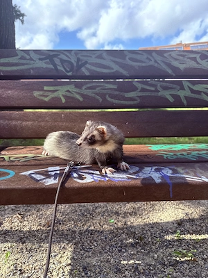 Neues Zuhause für 3 Frettchen gesucht. 2 Rüden eine Fähe dringend!