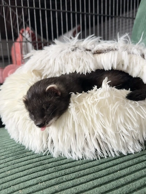 Neues Zuhause für 3 Frettchen gesucht. 2 Rüden eine Fähe dringend!