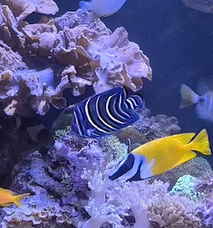 Koran-Kaiser abzugeben 