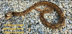 1.1 Boa Constrictor imperator Nicaragua 