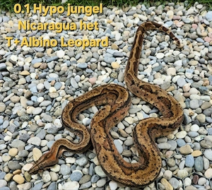 0.1 Boa Constrictor imperator 