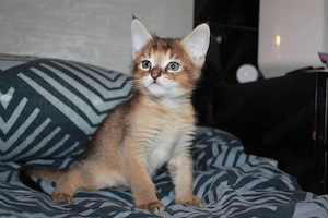 Chausie kätzin f6