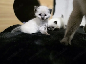 Katzenbaby, Babykatze, Kitten