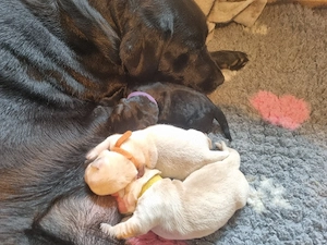 Goldador Welpe  Bild 4