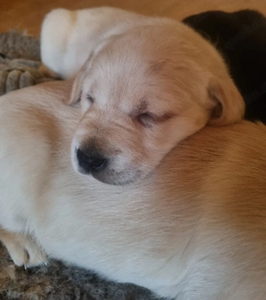 Goldador Welpe  Bild 2