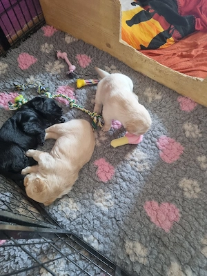 Goldador Welpe  Bild 3