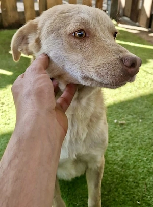 Freundlicher Junghund Spanky Bild 5