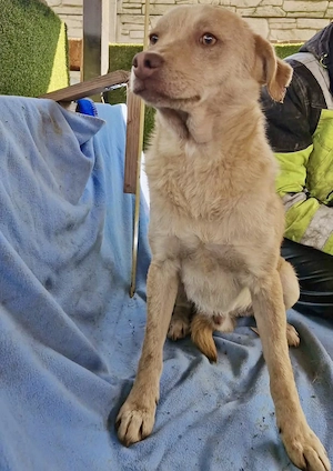 Freundlicher Junghund Spanky Bild 7