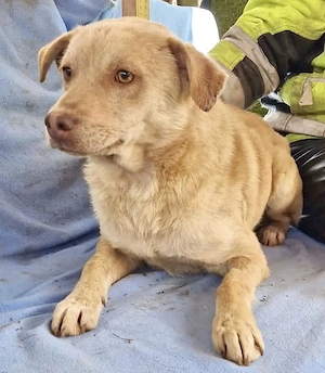 Freundlicher Junghund Spanky Bild 6