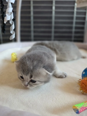 BKH 1 Katerchen noch frei mit Stammbaum 