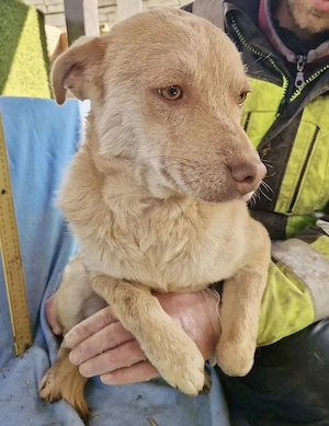 Freundlicher Junghund Spanky Bild 4