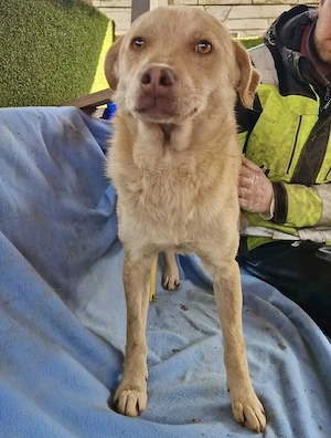 Freundlicher Junghund Spanky Bild 8