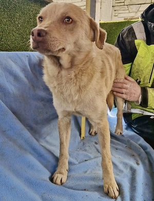 Freundlicher Junghund Spanky Bild 9