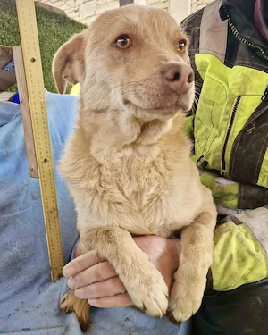 Freundlicher Junghund Spanky Bild 2