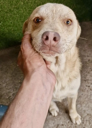 Freundlicher Junghund Spanky Bild 3