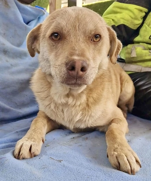 Freundlicher Junghund Spanky Bild 10