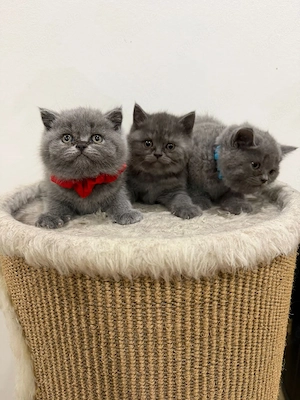    BKH Kitten zu verkaufen   