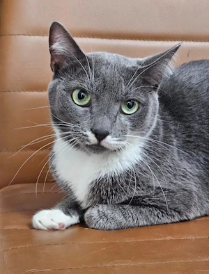 Piscotica  Freundliches Katzenmädels sucht chillige Familie