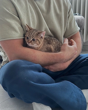 bkh kitten reinrassig zahm 