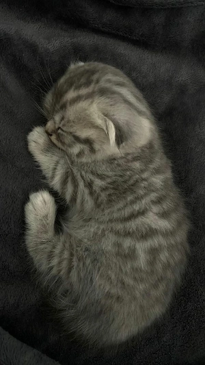 Entzückendes Kätzchen zu vermitteln