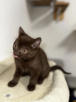 Bkh Kitten baby katzen   BRAUN 