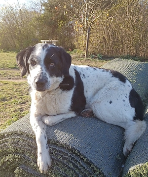 Rez sucht liebes Happy-Home 