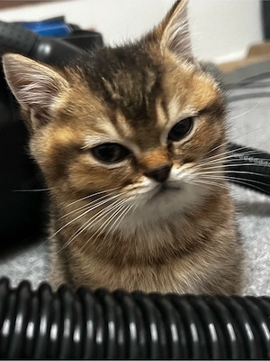 Süßes Kätzchen (10 Wochen) sucht ein liebevolles Zuhause