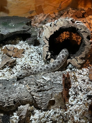 heterodon nasicus  Bild 3