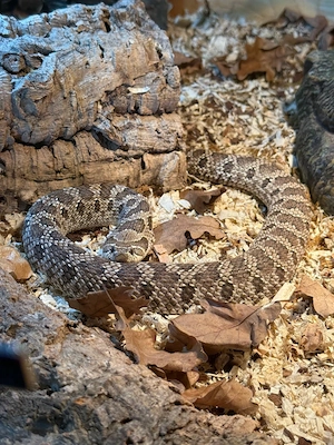 heterodon nasicus  Bild 2