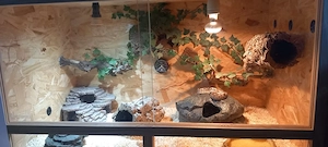 heterodon nasicus  Bild 5