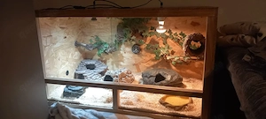 heterodon nasicus  Bild 4