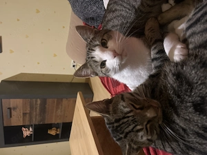 Hallo Katzen Brüder suchen zuhause 