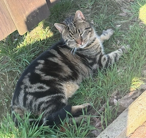 wunderschöner kater zu verkaufen!!! Dringend