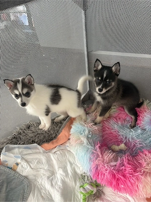 zwei  süsse pomsky jungs