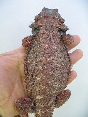 Bartagame Red Monster het Hypo Bock - handzahm - adult - 280 Gramm Bild 9