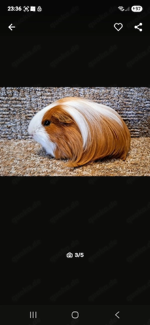 Liebevolles Zuhause gesucht 